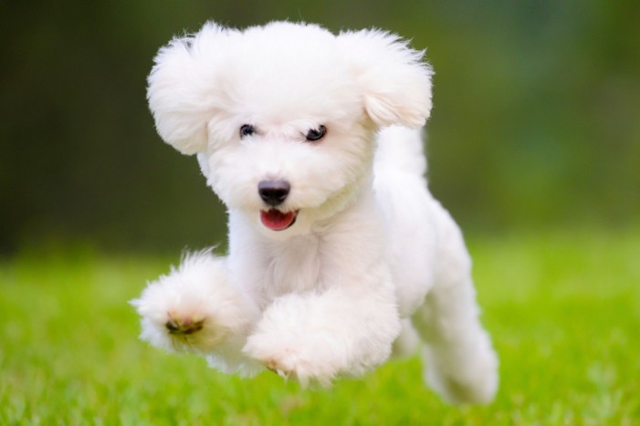 Fluffy