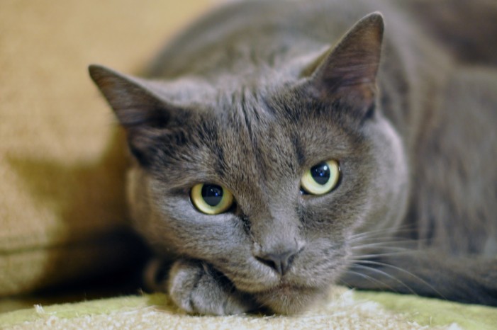 Gray-Cat