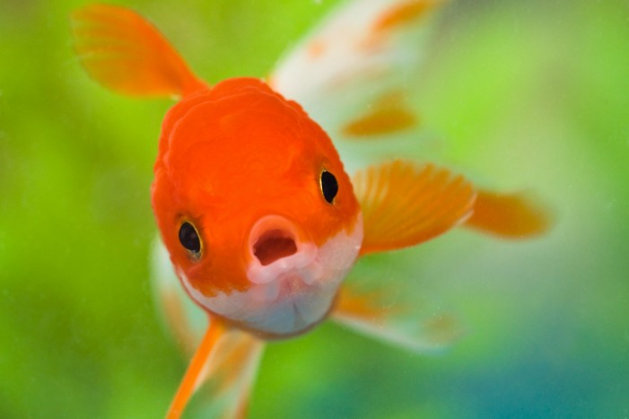 Gold Fish Desktop Background